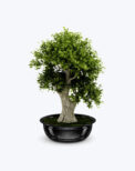 Delray Plants