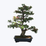 Phyllus Bonsai